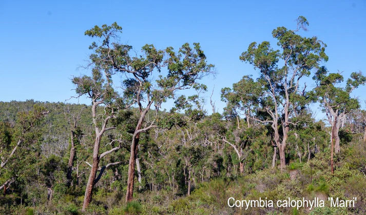 Foto med Marri træer Australien