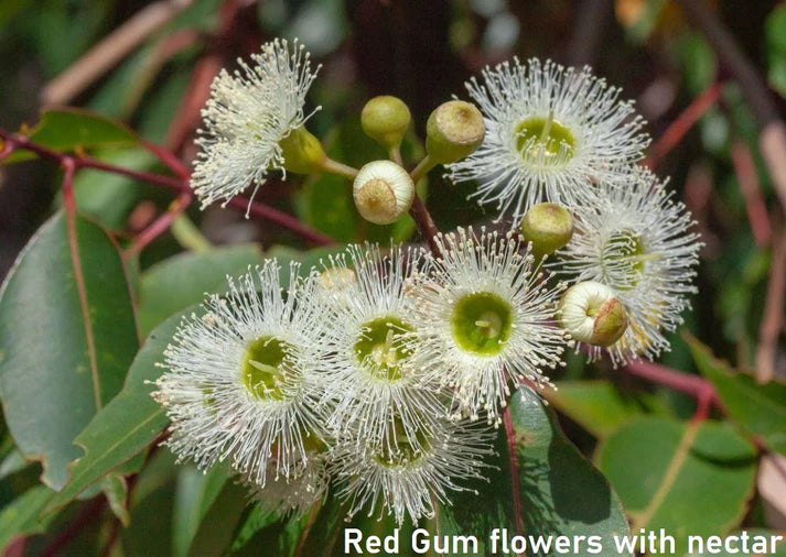 foto af RED GUM blomster med nektar