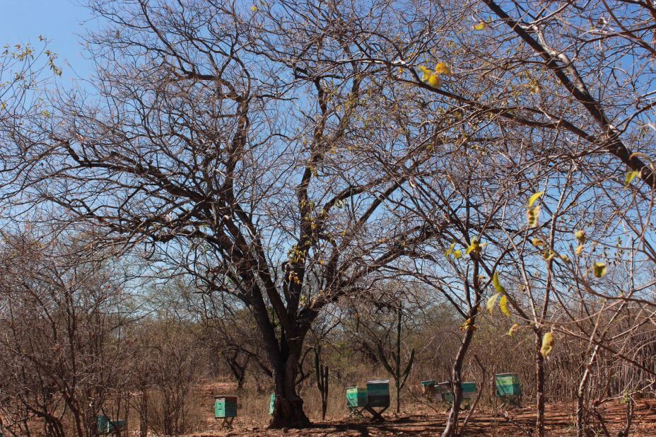 Foto af træer med bistader under.