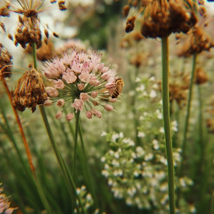 foto af en bi på en blomst