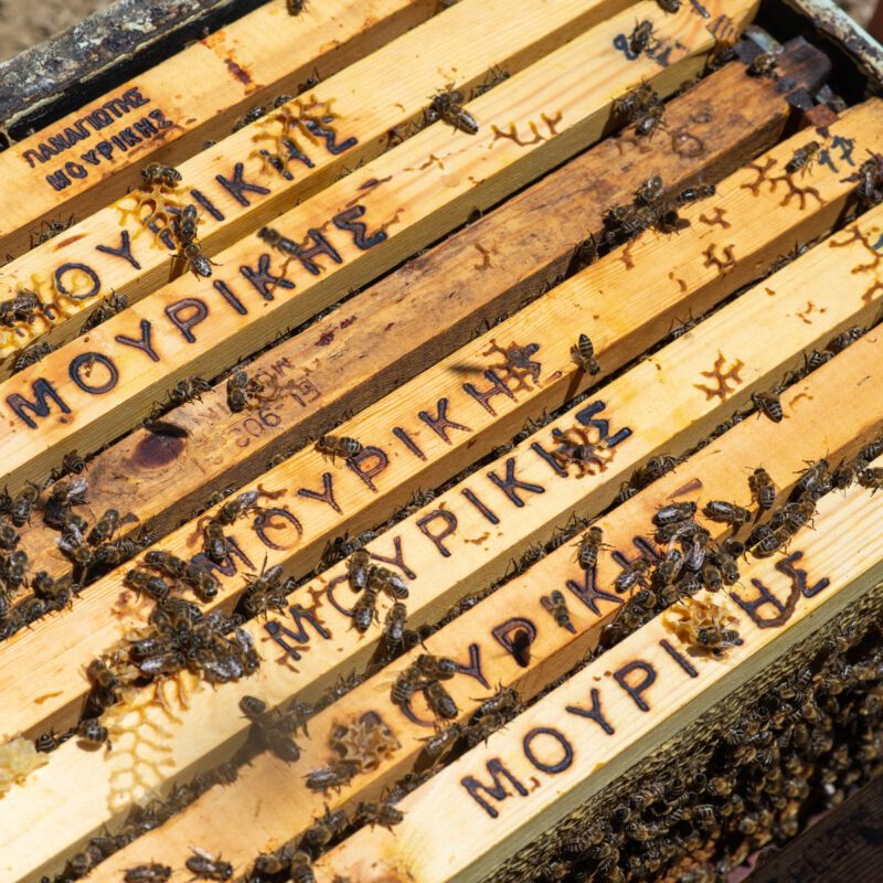 Bi stade med bier fra MOYPIKHE fra Grækenland