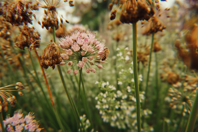 foto af en bi på en blomst
